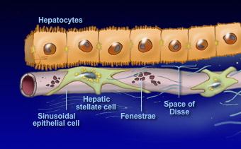 Liver parenchyma