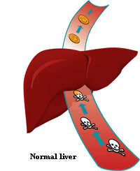 A healthy liver