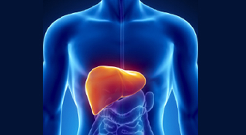 Image of a liver