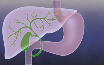 Bilary system