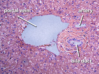 Higher magnification of rectangle above showing portal triad.