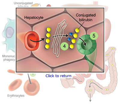 Zoomed in graphic depicting the number 4 and 5 area with the hepatocyte and conjugated bilirubin labeled.