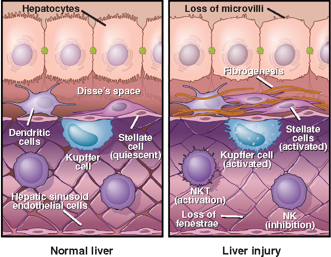 Liver parenchyma