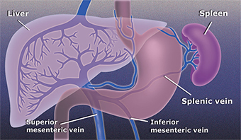 Portal venous system