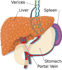 Varisceal Blood Flow